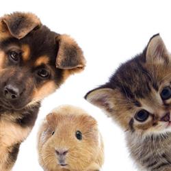 Sklep Zoologiczny Hau-Miau Jolanta Gulak