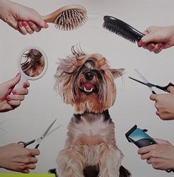 Salon pielęgnacji psów i kotów