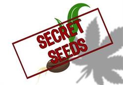 Secret Seeds - Nowy Targ