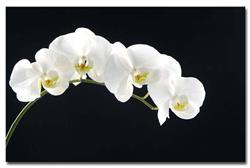 Kwiaciarnia Orchidea