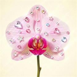 Kwiaciarnia Orchidea