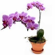 Kwiaciarnia Orchidea Marta Rój