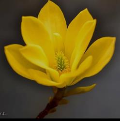 Iwona Klimiuk Kwiaciarnia "MAGNOLIA"