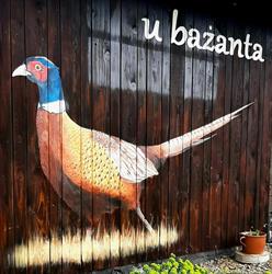 U Bażanta