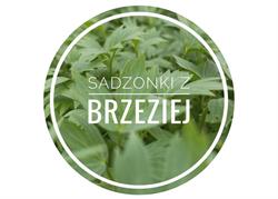 Sadzonki z Brzeziej