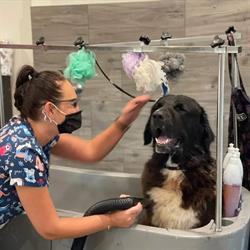 Psistanek Piękna Psi Fryzjer Pszów Salon Dla Psów Groomer