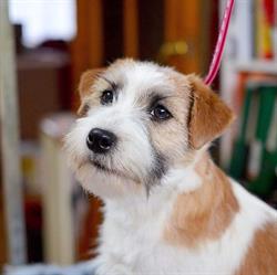 Gwiazda Podhala. Hodowla Jack RussellTerrier. Wołąs B.