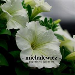 Gospodarstwo Ogrodnicze Michalewicz