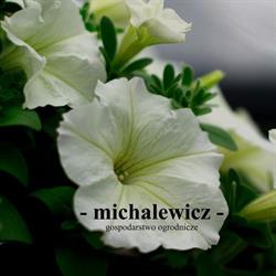 Gospodarstwo Ogrodnicze Michalewicz