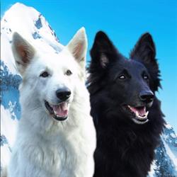 Misty Dog FCI - Biały Owczarek Szwajcarski i Owczarek Belgijski Groenendael