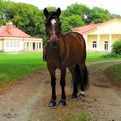 Stadnina Dworska Zbylitowska Góra