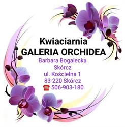 Galeria Orchidea