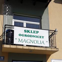 Magnolia