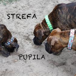 Sklep Zoologiczny - Strefa Pupila