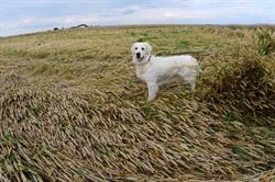 Hodowla Golden Retriever - Puppies From Green Woods