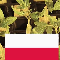 Gospodarstwo Ogrodnicze Paweł Serej
