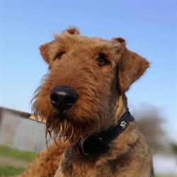 CENTRUM WETERYNARYJNE DOGTOR