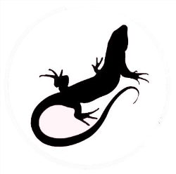 Anolis Kameleon wśród torebek