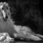 Król Oreo - Borzoi