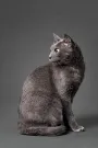 Niebieski