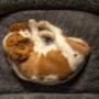 Little Cavalier