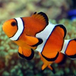 Nemo