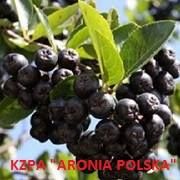 Krajowe Zrzeszenie Plantatorów Aronii Aronia Polska