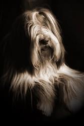 Bearded Collie Smartness