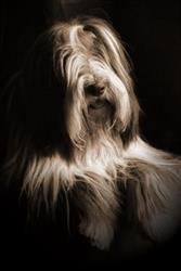 Bearded Collie Smartness