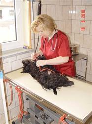 Gabinet weterynaryjny OPTIVET