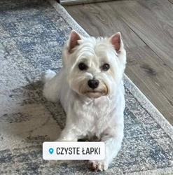Czyste Łapki