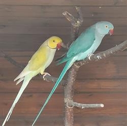 MINI ZOO U WOHA - Sklep Zoologiczno-Wędkarski