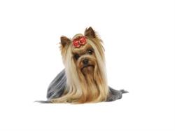 Sklep Zoologiczny ''ZOO Ramona'' Ramona Zabrzecka