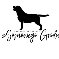 Hodowla labradorów Z Sosnowego Grodu FCI