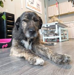 Kosmatek Salon Pielęgnacji Psów i Kotów