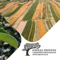 Szkółka Drzewek i Krzewów Owocowych Piotr Krzystyniak
