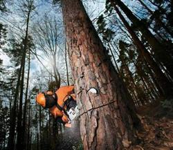 Meritum Forest