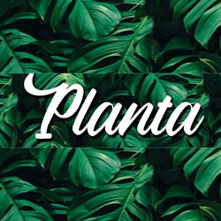 Planta Cafe & Bar