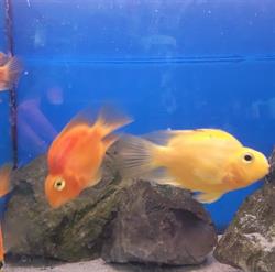 minizoobis
