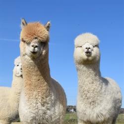 Woolness