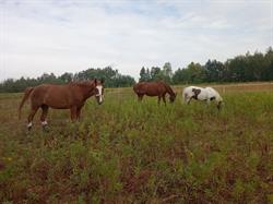 Stajnia Bąkówka