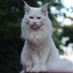 Orzeszkowy Sen Hodowla Kotów Rasy Maine Coon