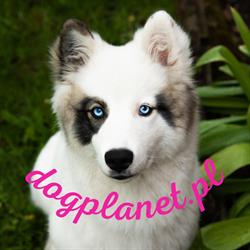 DogPlanet