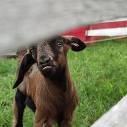 Agro-Glamping na Koziej Farmie