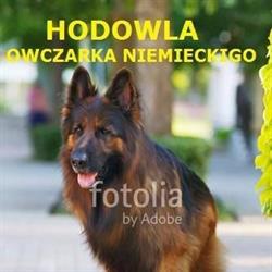 Hodowla owczarka niemieckiego BORO