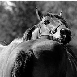 Stadnina koni Caballo
