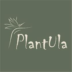 Plantula