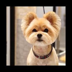 Grooming Style