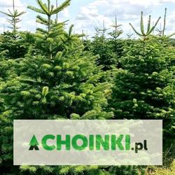 Choinki.pl - plantacja jodły kaukaskiej i świerka - Wierzchomino Dominik Gajewski