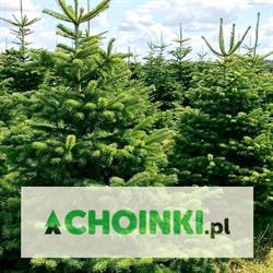 Choinki.pl - plantacja jodły kaukaskiej i świerka - Wierzchomino Dominik Gajewski